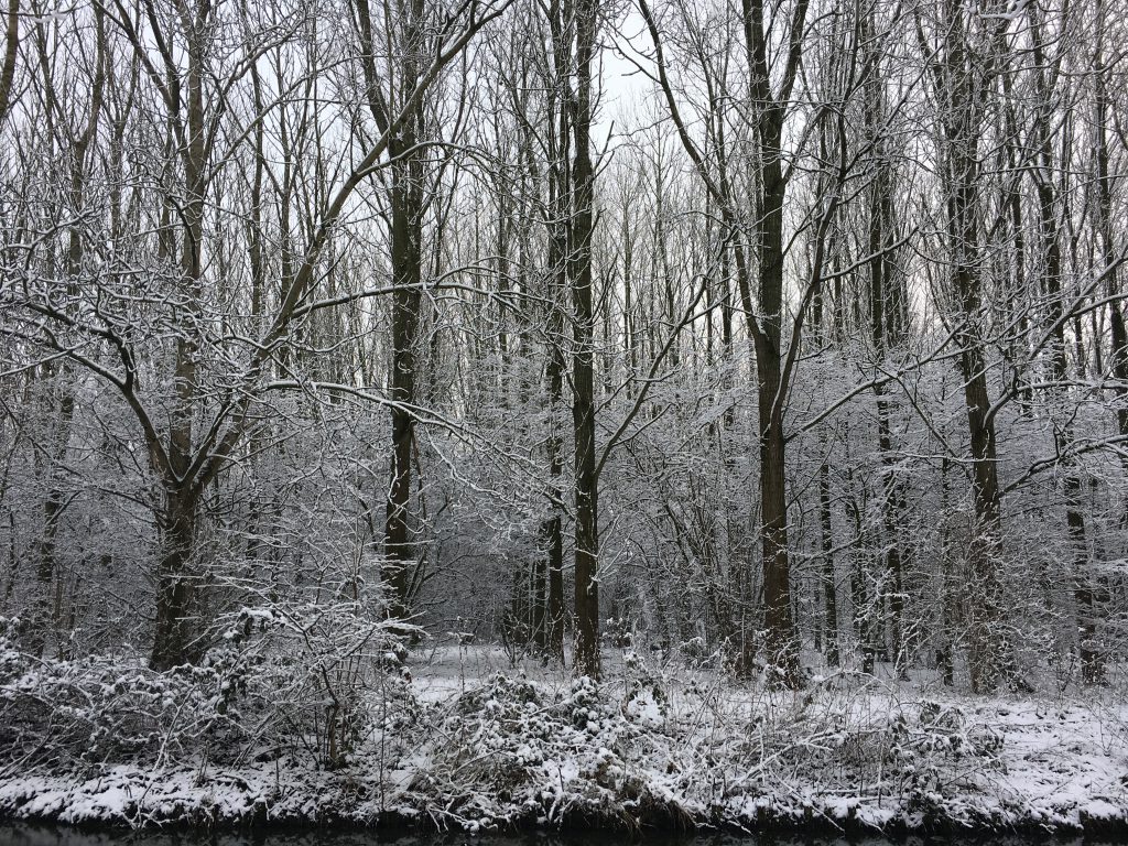 Vreeswijk sneeuw bomen