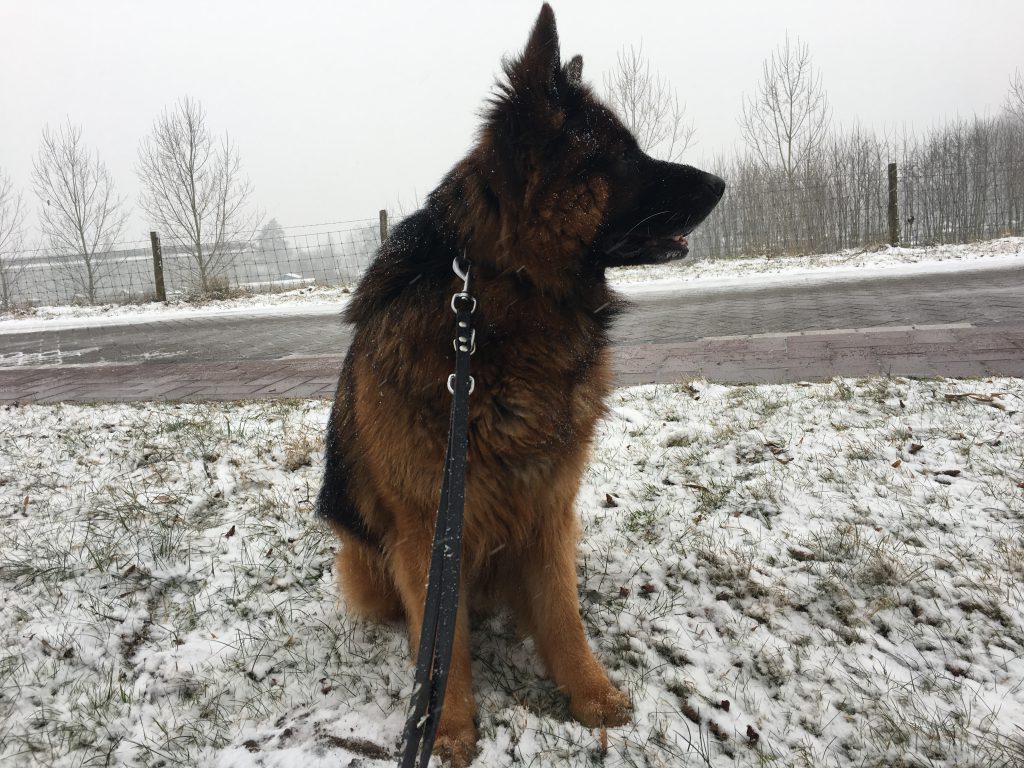 Duitse Herder sneeuw