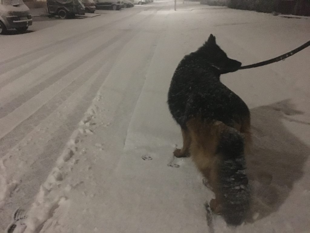 Duitse herder in de sneeuw