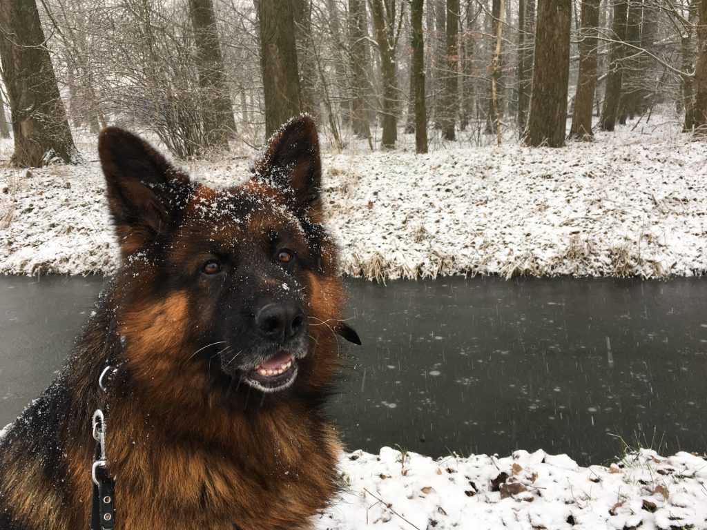 herdershond in de sneeuw