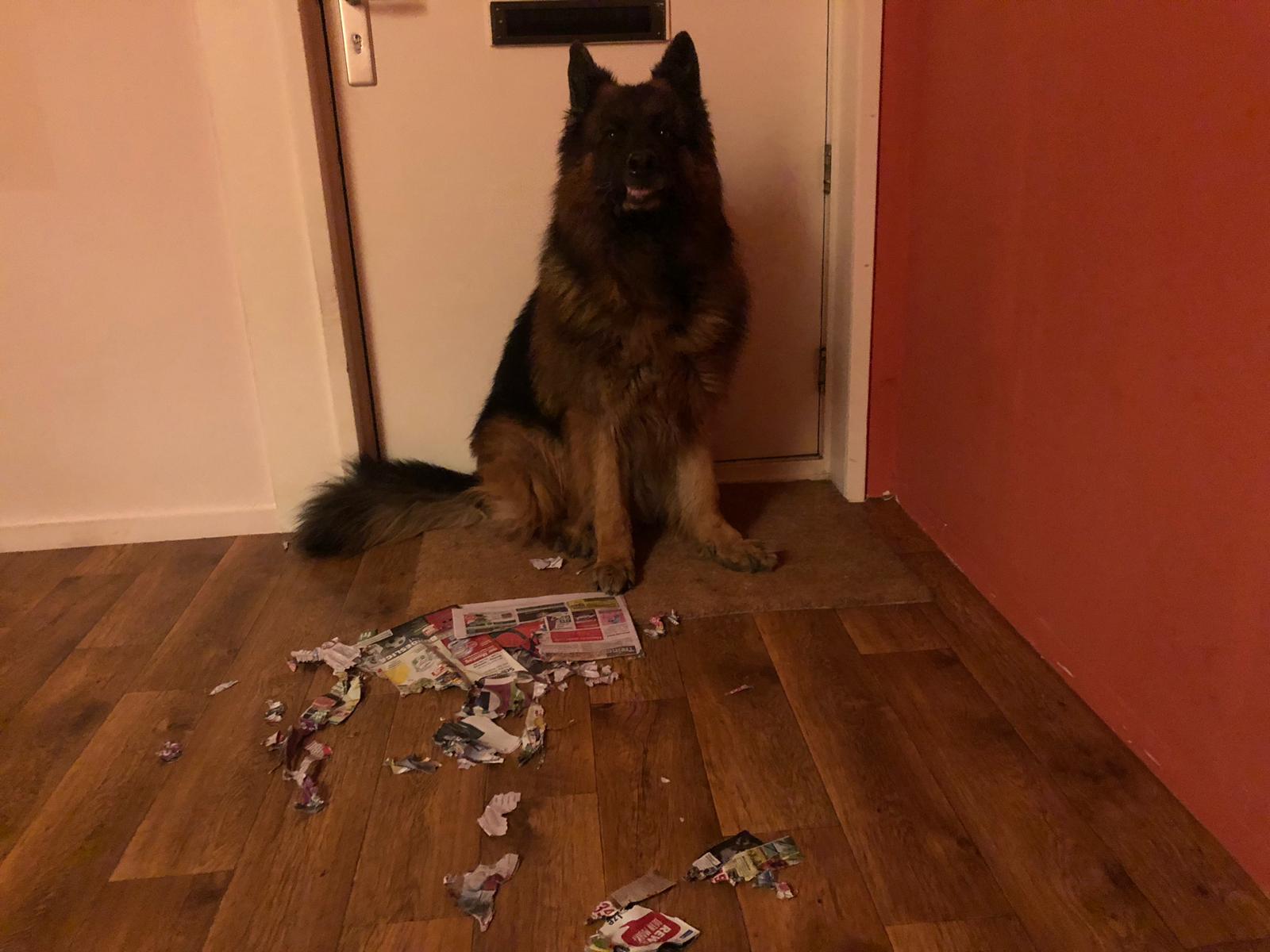 Hond trots op verscheurde krant