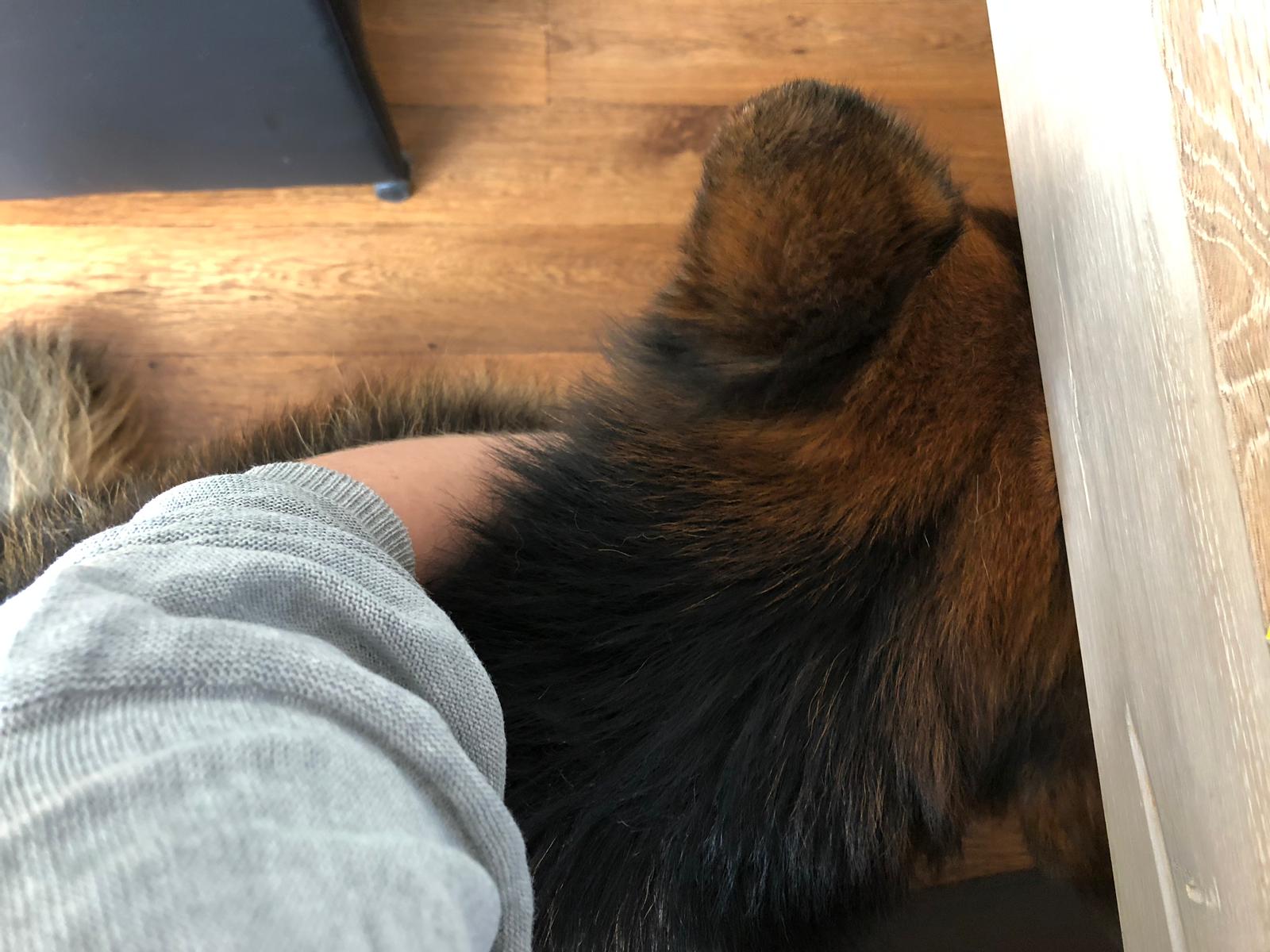 Knuffelen met hond tijdens werk
