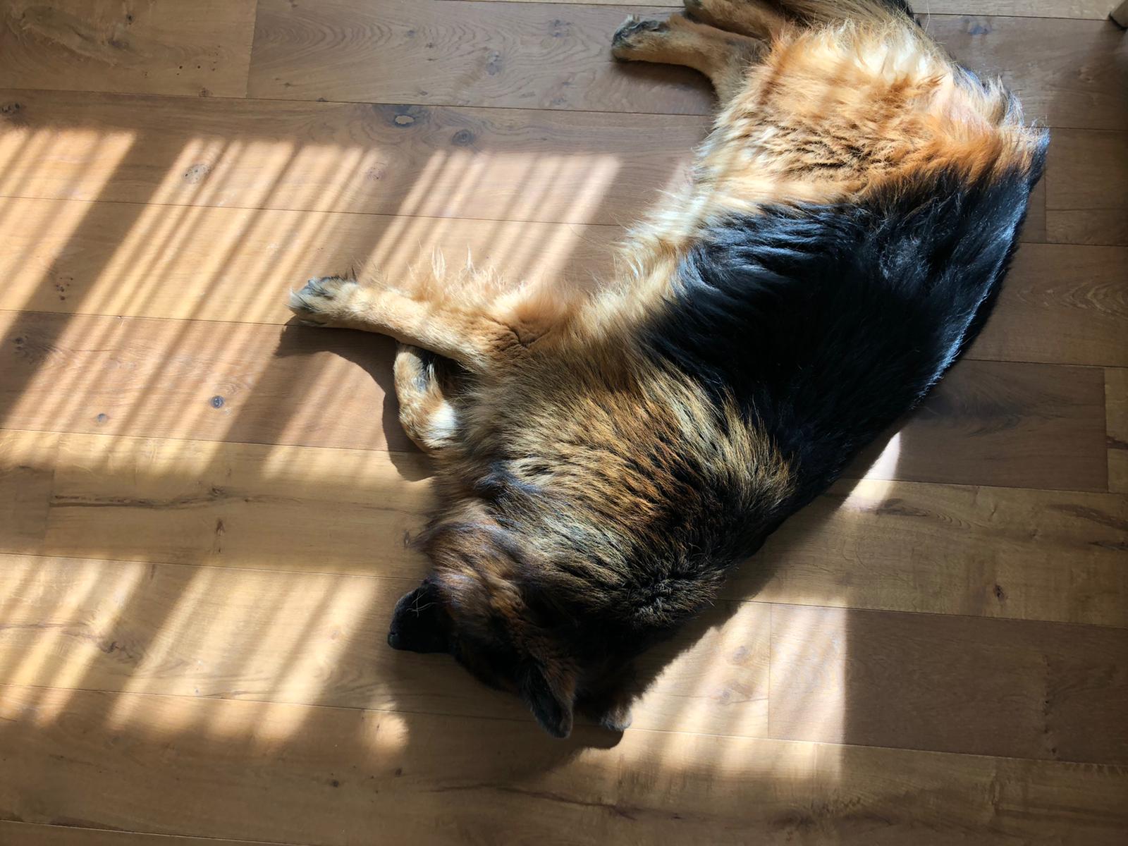 Hond in het zonnetje
